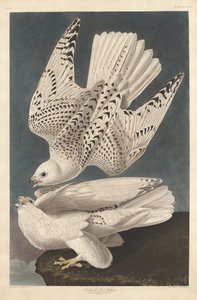 アイスランドまたはジャーファルコン、1837年 作： John James Audubon
